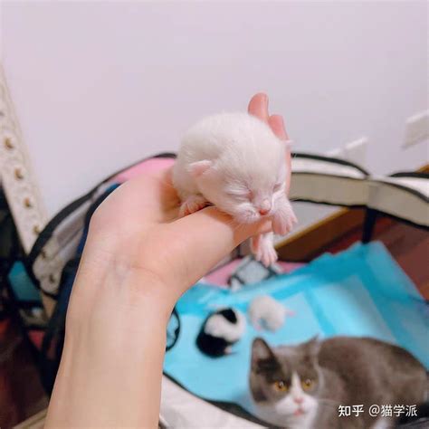 猫生孩子风水